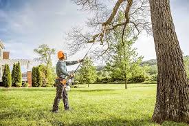 Lorenz Park, NY Tree Services Company
