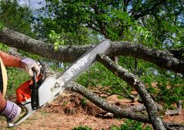 Seasonal Cleanup (Spring/Fall) in Lorenz Park, NY