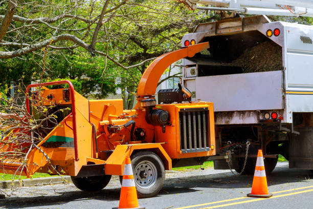 How Our Tree Care Process Works  in  Lorenz Park, NY