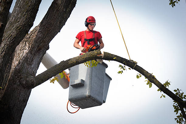 Leaf Removal in Lorenz Park, NY
